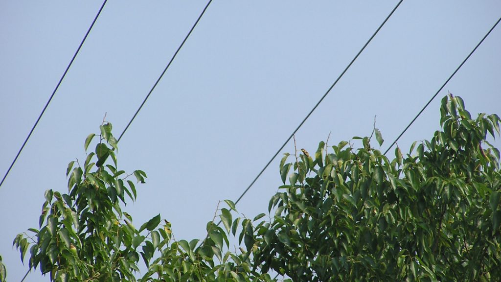 Tree Care Electrical Hazards