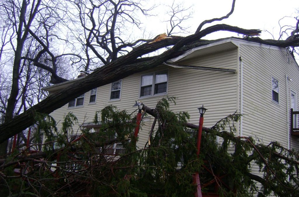 Tree Care After the Storm