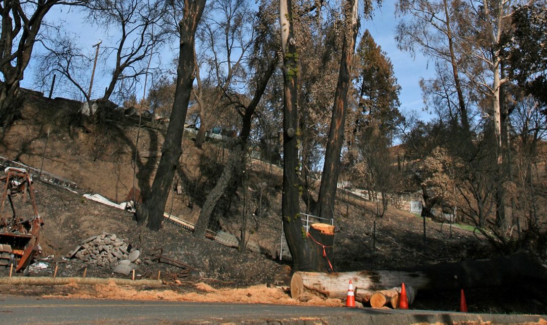 Wildfire Effects to Trees