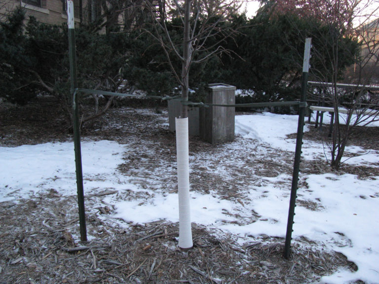 How Weather can Impact Trees