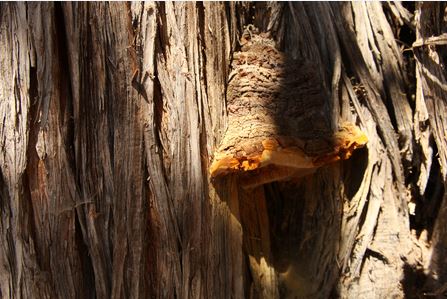 When Trees Start Dying