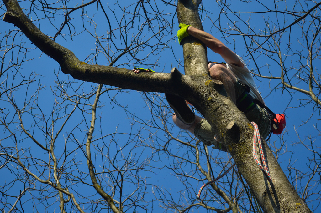 How To Hire A Tree Care Company