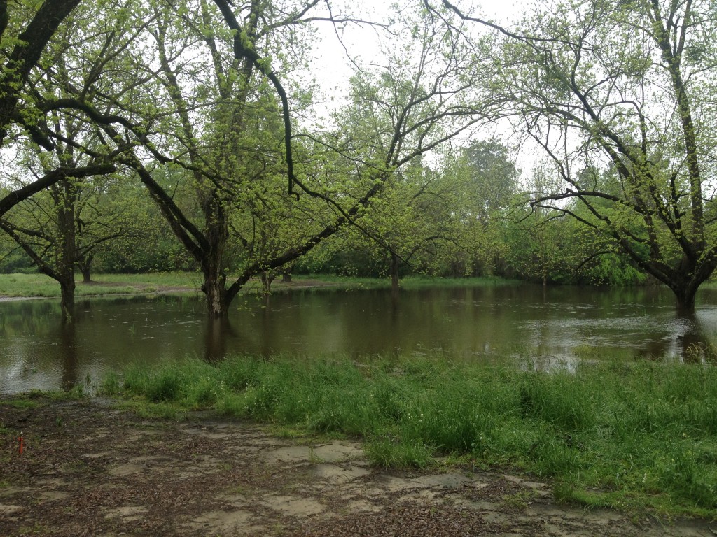 The Effects of Flooding on Trees